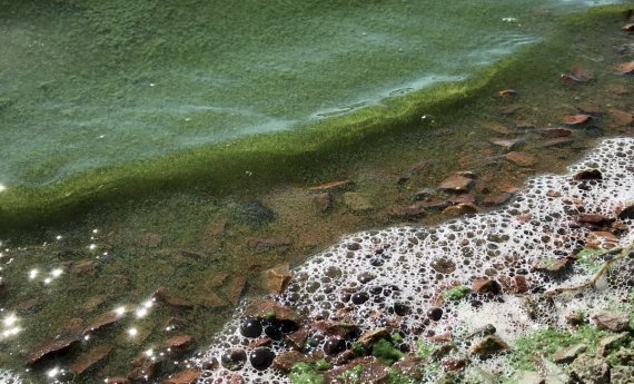 Cyanobactérie : baignade et consommation des poissons interdits au Lac de Saint-Agnan