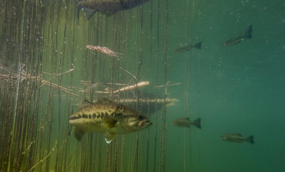 Fermeture de la pêche du Black-bass