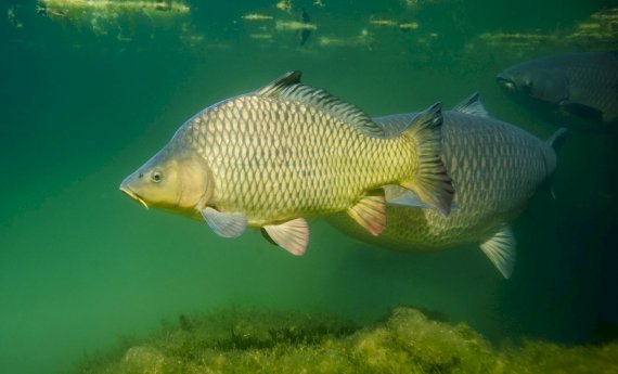 Opération export de carpes de Pannecière