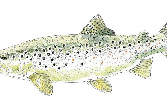 Erratum : Ouverture de la pêche de la truite à Imphy :