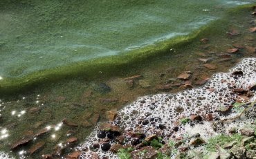 Cyanobactérie : baignade et consommation des poissons interdits au Lac de Saint-Agnan