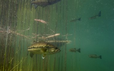 Fermeture de la pêche du Black-bass