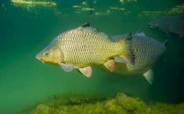 Opération export de carpes de Pannecière