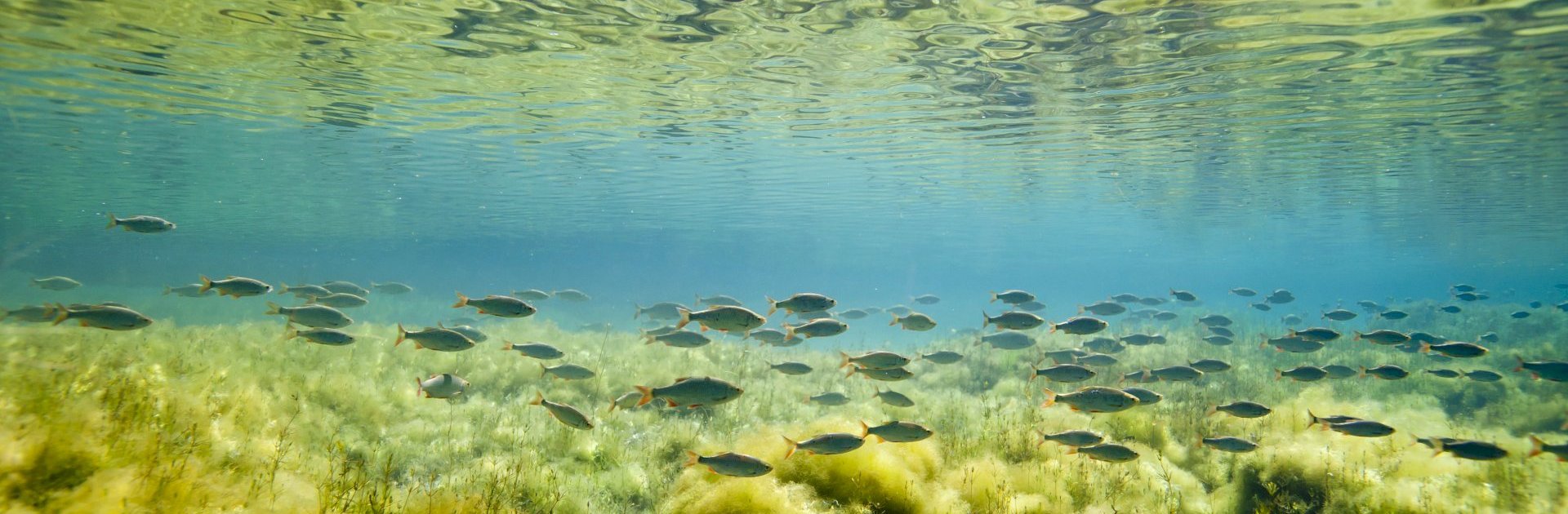 La pêche à la truite, la reine des disciplines - Nevers (58000)