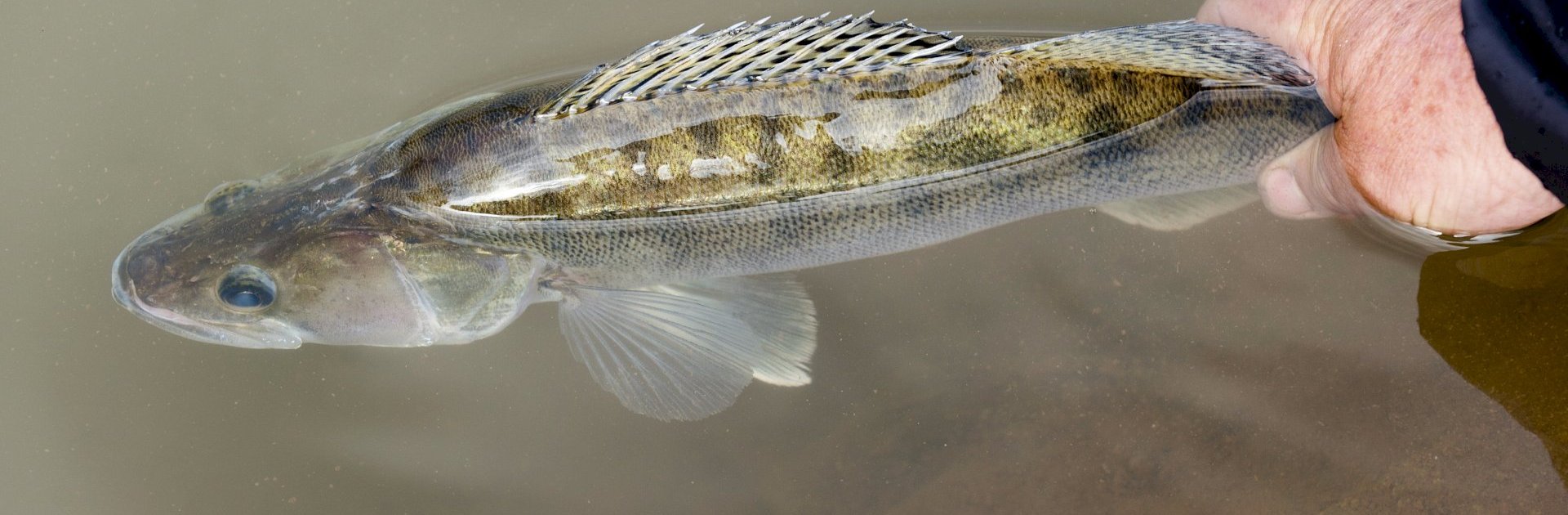 Pêche à la carpe dans la Nièvre