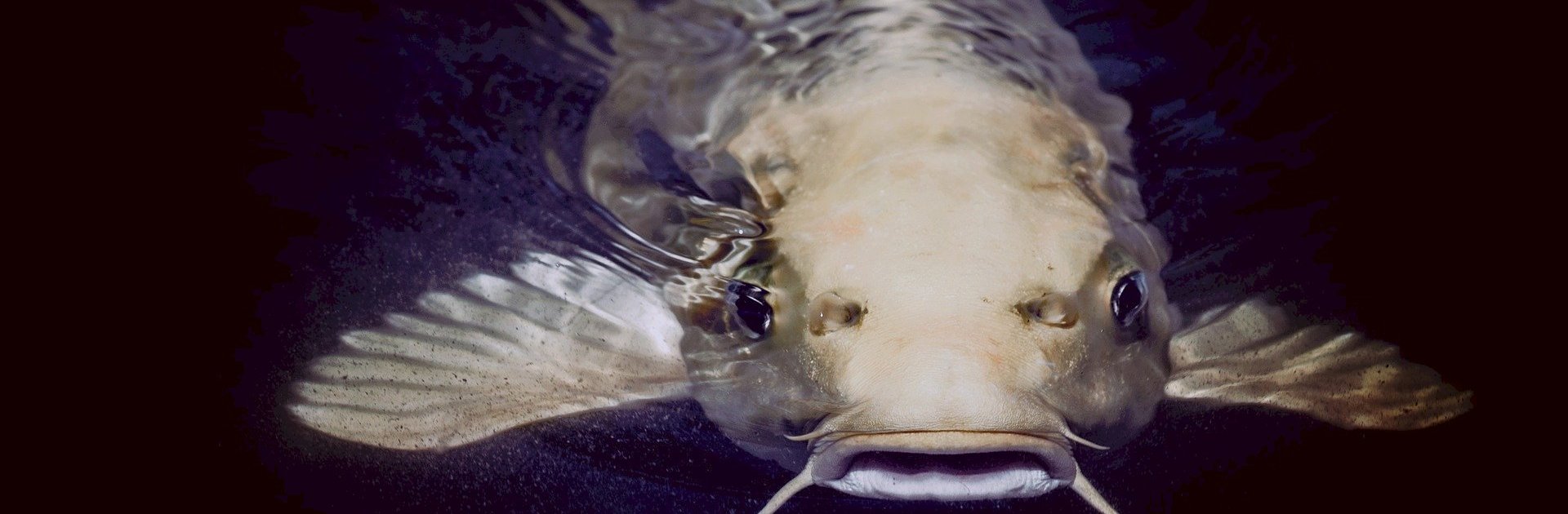 La pêche à la truite, la reine des disciplines - Nevers (58000)